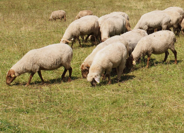 Beweidung durch Schafe