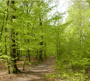 Hessischer Staatswald