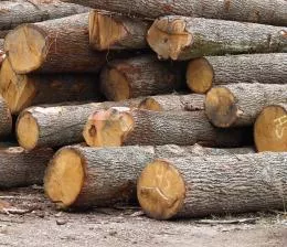 Holzeinfuhren