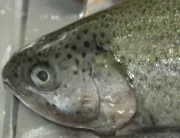 Speziell geftterte Fische?