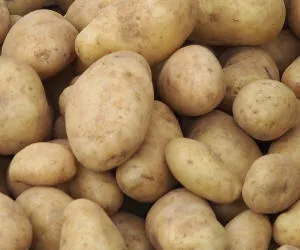 Kartoffelernte in Brandenburg 2017