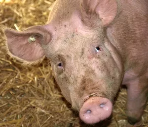 Schweinebestnde in Dnemark