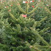 Baumschule Nix - Weihnachtsbaumverkauf