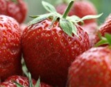 Erdbeeren selber pflücken - Berghof Deizisau