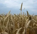 Weltweite Weizennachfrage steigt laut EU-Kommission