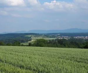 Getreidebau in Thringen