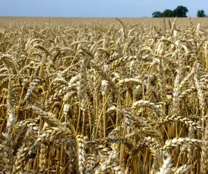 Getreideanbau 2020 Niedersachsen
