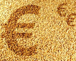 Warenterminbrse Weizen + Mais