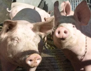 Nutztierstrategie bei der Schweinehaltung