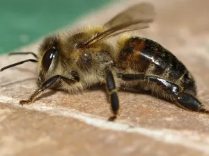 Gefahr fr Bienen